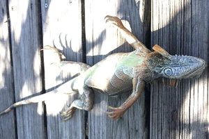 548668_Screen Shot 2018-01-05 at 9.08.33 AM.png