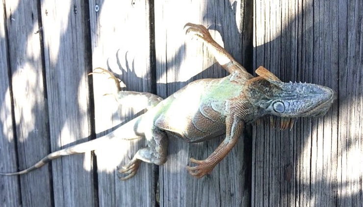 548668_Screen Shot 2018-01-05 at 9.08.33 AM.png