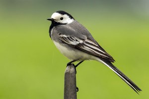 Pied Wagtail