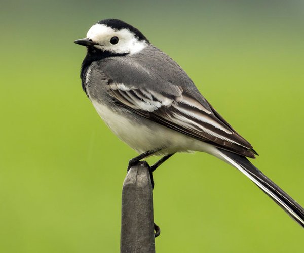 Pied Wagtail