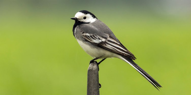 Pied Wagtail